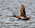 and_flyver_8