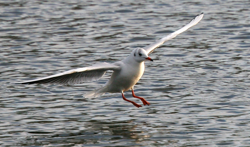 yag23_landing.jpg