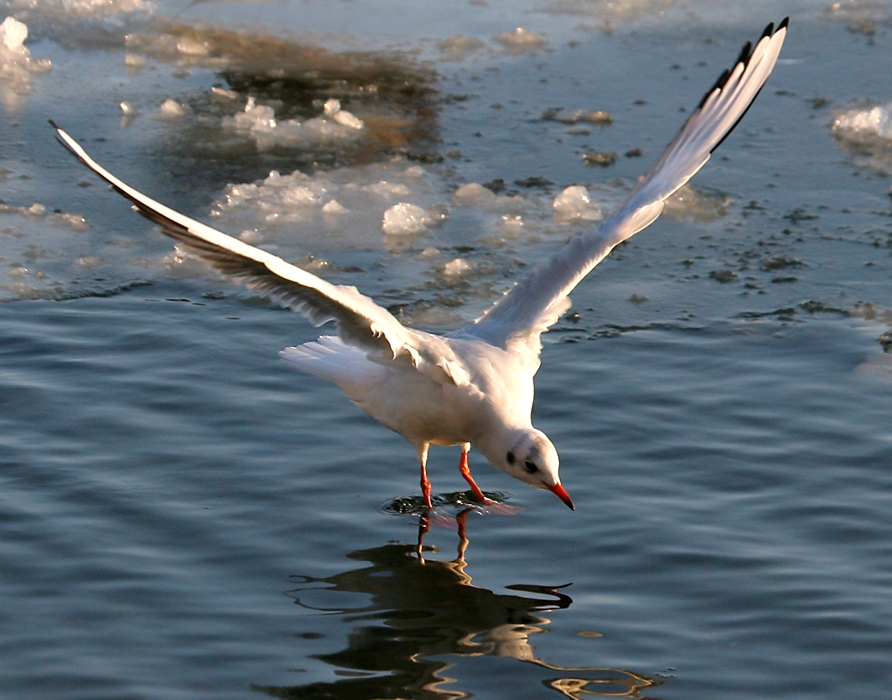 yag27_landing.jpg