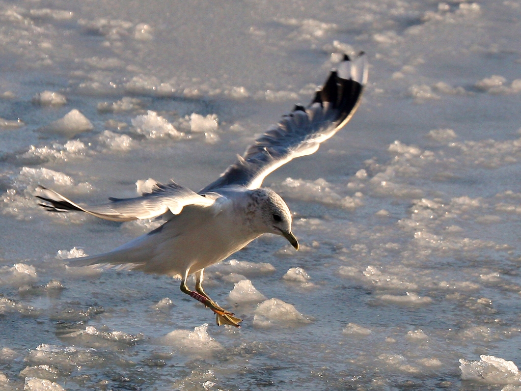 yag30_landing.jpg