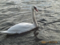 DCP_7338