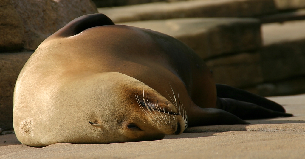 sealion.jpg