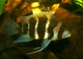 frontosa_1