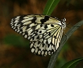 sommerfugl