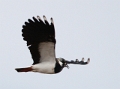 Lapwing