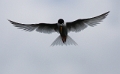 Tern