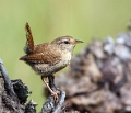 Wren