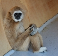 gibbon