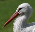 stork_hovede