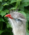 zoo_fugl_2